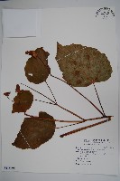 溪頭秋海棠藏品圖，第1張