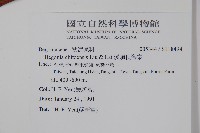 溪頭秋海棠藏品圖，第2張