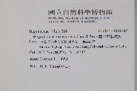 南台灣秋海棠藏品圖，第2張