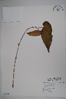 圓果秋海棠藏品圖，第1張