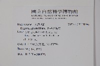 圓果秋海棠藏品圖，第2張