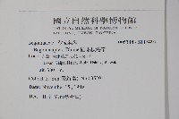 圓果秋海棠藏品圖，第2張