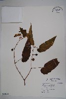 圓果秋海棠藏品圖，第1張