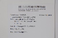 圓果秋海棠藏品圖，第2張