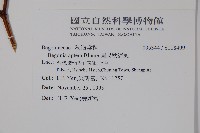 圓果秋海棠藏品圖，第2張