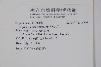 圓果秋海棠藏品圖，第2張