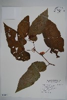 圓果秋海棠藏品圖，第1張