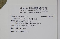 圓果秋海棠藏品圖，第2張