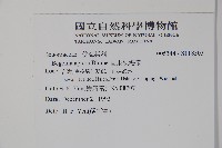 圓果秋海棠藏品圖，第2張