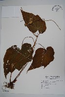 溪頭秋海棠藏品圖，第1張