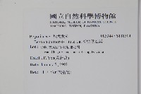 溪頭秋海棠藏品圖，第2張