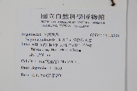 溪頭秋海棠藏品圖，第2張