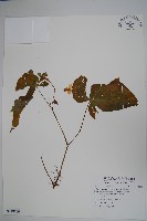 溪頭秋海棠藏品圖，第1張