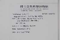 溪頭秋海棠藏品圖，第2張