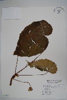 溪頭秋海棠藏品圖，第1張