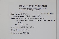 溪頭秋海棠藏品圖，第2張