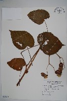 溪頭秋海棠藏品圖，第1張