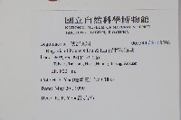 溪頭秋海棠藏品圖，第2張