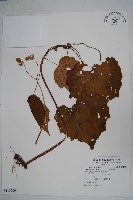 溪頭秋海棠藏品圖，第1張