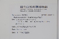 溪頭秋海棠藏品圖，第2張