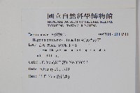 溪頭秋海棠藏品圖，第2張