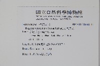 溪頭秋海棠藏品圖，第2張