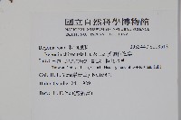 溪頭秋海棠藏品圖，第2張