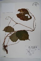 溪頭秋海棠藏品圖，第1張