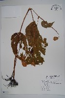 溪頭秋海棠藏品圖，第1張