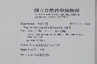 溪頭秋海棠藏品圖，第2張