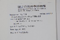 溪頭秋海棠藏品圖，第2張