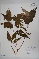 酸葉秋海棠藏品圖，第1張