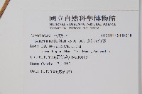 酸葉秋海棠藏品圖，第2張