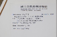 酸葉秋海棠藏品圖，第2張