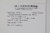 武威山秋海棠藏品圖，第2張