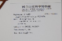 溪頭秋海棠藏品圖，第2張