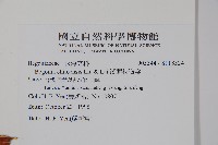 溪頭秋海棠藏品圖，第2張