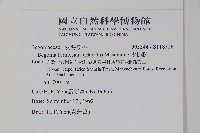 水鴨腳藏品圖，第2張