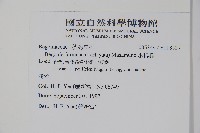 水鴨腳藏品圖，第2張