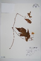 水鴨腳藏品圖，第1張