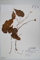 水鴨腳藏品圖，第1張