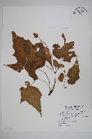 水鴨腳藏品圖，第1張