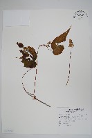 水鴨腳藏品圖，第1張