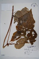 登錄號:S118534藏品圖，第1張