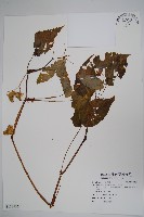 登錄號:S118536藏品圖，第1張