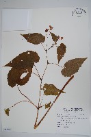 登錄號:S118537藏品圖，第1張