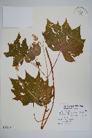 裂葉秋海棠、巒大秋海棠藏品圖，第1張