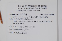 裂葉秋海棠、巒大秋海棠藏品圖，第2張