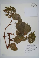 裂葉秋海棠、巒大秋海棠藏品圖，第1張