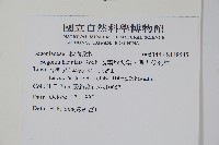 裂葉秋海棠、巒大秋海棠藏品圖，第2張